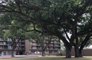 THA’s Official Statement on Gas Leak at South Haven Manor